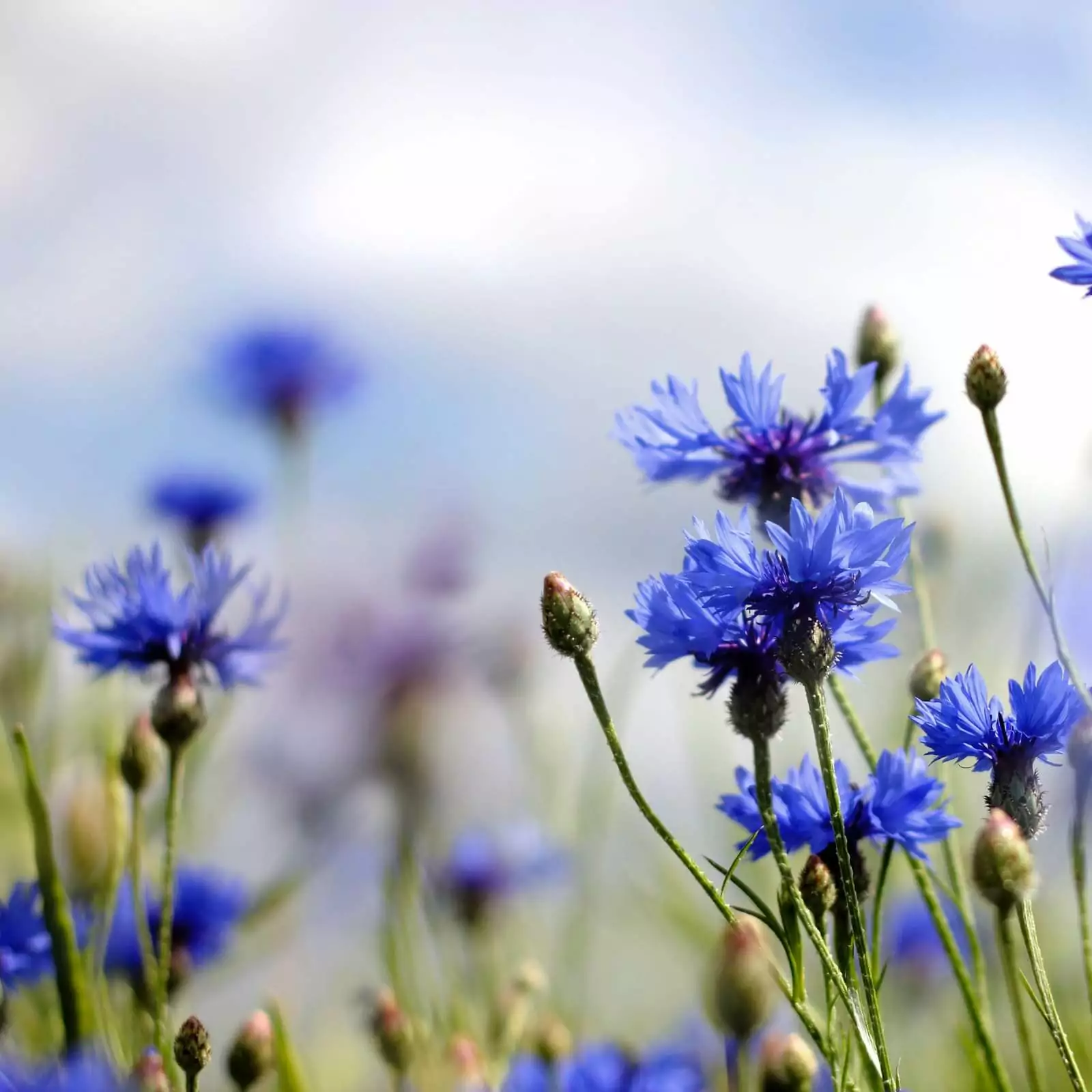 Just Camellia Cornflower Petals